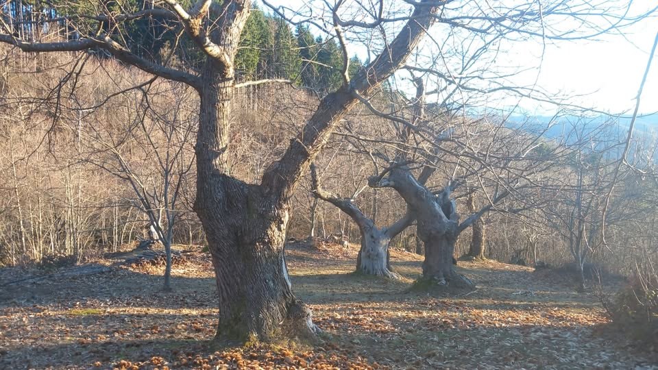 Castagneti in inverno