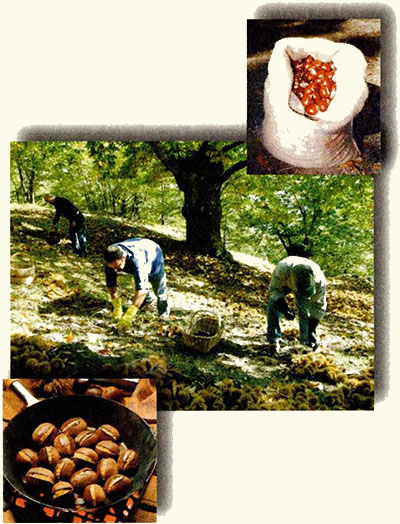 Castagne e territorio