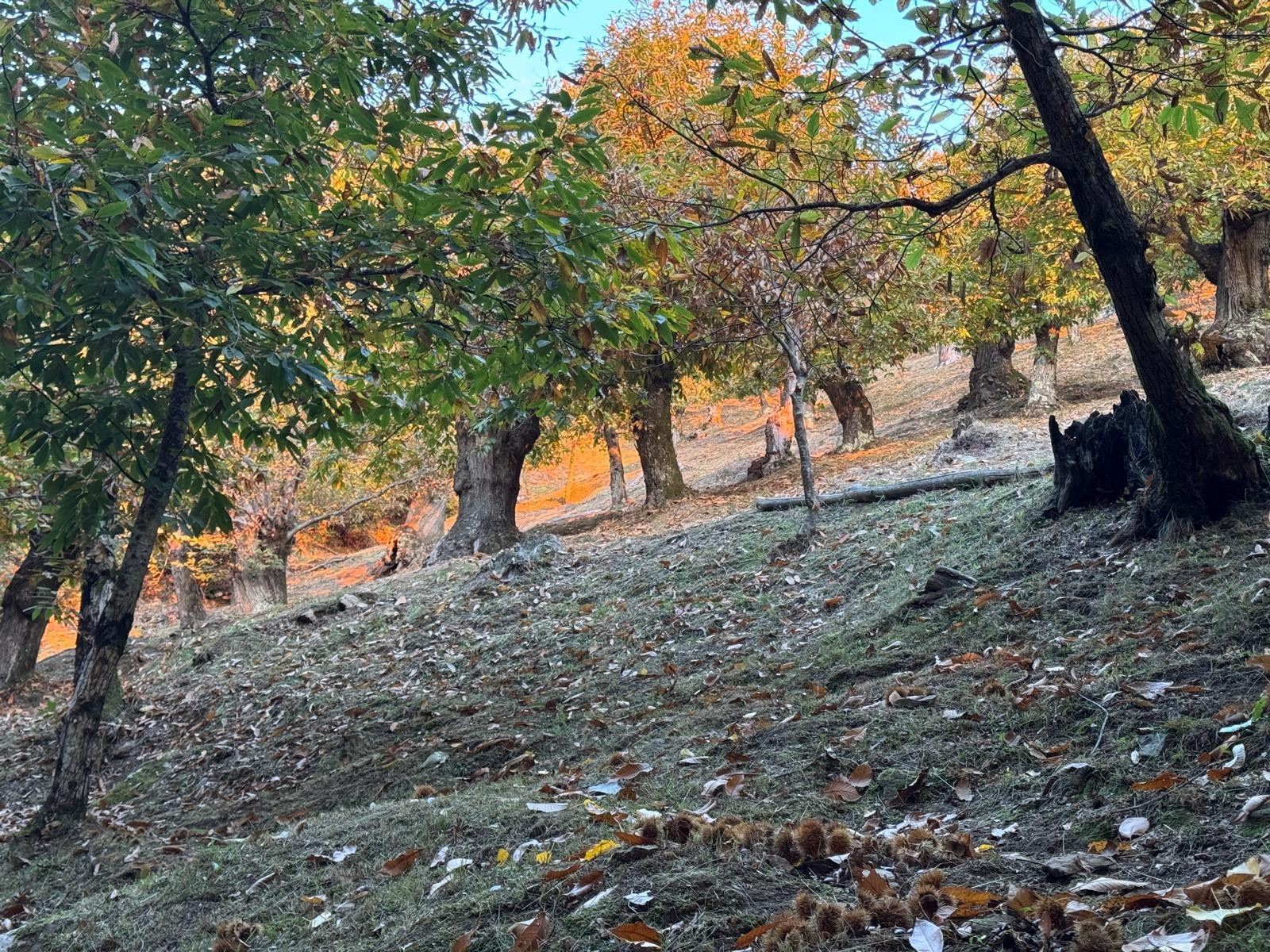 Castagneto autunnale